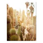 Tableau déco Various cactus in desert Alu-Dibond / Plexiglas - 60 x 80 cm