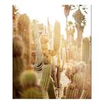 Bild Various cactus in desert Alu-Dibond / Plexiglas - 50 x 60 cm
