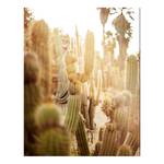Afbeelding Various cactus in desert alu-dibond/plexiglas - 70 x 90 cm