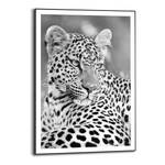 Poster con cornice Leopard Safari Poster con cornice - Nero