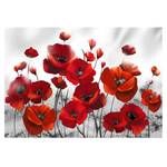 Fototapete Glowing Poppies Premium Vlies - Rot / Weiß - 450 x 315 cm