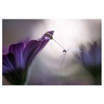 Fotomurale Purple Rain Tessuto non tessuto - Lilla - 432 x 290 cm