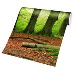 Vliesbehang Mighty Beech Trees vliespapier - groen - 384 x 255 cm