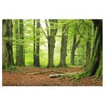 Fotomurale Mighty Beech Trees Tessuto non tessuto - Verde - 432 x 290 cm