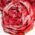 Fleurs artificielles Rose (lot de 4) Polyester PVC - Rouge