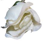 Fleurs artificielles Magnolia (lot de 6) Polyester PVC - Blanc