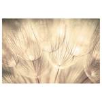 Leinwandbild Pusteblumen III Beige - 120 x 80 x 2 cm - Breite: 120 cm