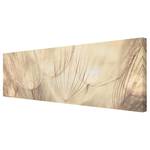 Leinwandbild Pusteblumen I Beige - 150 x 50 x 2 cm - Breite: 150 cm