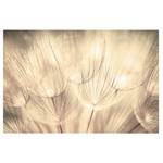 Leinwandbild Pusteblumen IV Beige - 120 x 80 x 2 cm - Breite: 120 cm