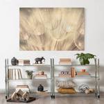 Impression sur toile Pissenlit IV Beige - 120 x 80 x 2 cm - Largeur : 120 cm