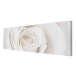 Impression sur toile Pretty Rose II Blanc - 120 x 40 x 2 cm - Largeur : 120 cm