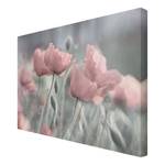 Leinwandbild Malerische Mohnblumen IV Pink - 120 x 80 x 2 cm - Breite: 120 cm