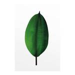 Poster Ficus Leaf Carta - Verde / Bianco