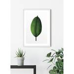 Wandbild Ficus Leaf Papier - Grün / Weiß
