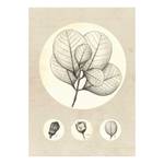 Poster Transparent Leaf Carta - Beige / Bianco