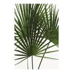 Afbeelding Palmtree Leaves papier - groen/wit