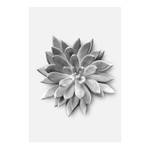 Afbeelding Succulent Agave papier - zwart  wit