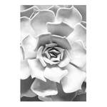 Afbeelding Succulent Closeup papier - zwart  wit