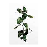 Wandbild Ficus Branch Papier - Weiß / Grün