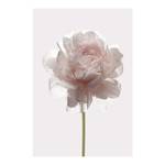 Afbeelding Rose papier - wit/roze