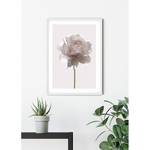 Wandbild Rose Papier - Weiß / Rosa