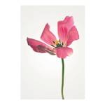 Wandbild Tulip Papier - Rosa / Grün