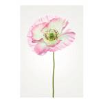 Tableau déco Poppy Papier - Blanc / Rose