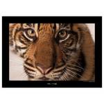 Tableau déco Sumatran Tiger Portrait Papier - Marron / Noir