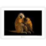 Wandbild Gee´s Golden Langur Papier - Braun / Schwarz