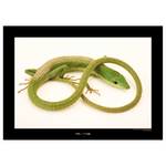 Poster Green Grass Lizard Carta - Verde / Bianco