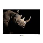 Wandbild Black Rhinoceros Papier - Braun / Schwarz
