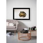 Tableau déco Wyoming Toad Papier - Marron / Noir