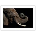 Wandbild African Elephant Papier - Braun / Schwarz