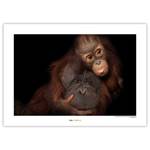 Afbeelding Bornean Orangutan papier - bruin/zwart