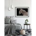 Wandbild Damara Zebra Papier - Schwarz / Weiß