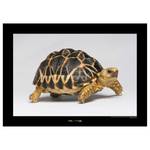 Wandbild Burmese Star Tortoise Papier - Braun / Schwarz
