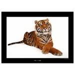 Wandbild Sumatran Tiger Papier - Braun / Schwarz