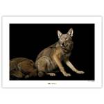 Wandbild Red Wolf Papier - Braun / Schwarz