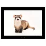 Poster Black-footed Ferret Carta - Marrone / Nero