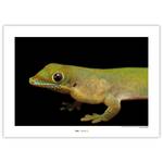 Wandbild Flat-tailed Day Gecko Papier - Grün / Schwarz