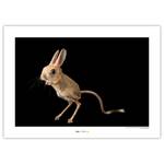 Afbeelding Four-toed Jerboa papier - bruin/zwart