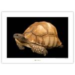 Afbeelding Ploughshare Tortoise papier - bruin/zwart