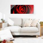 Glasbild Liebliche Rose Rot - 125 x 50 x 0,4 cm
