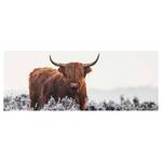 Glasbild Bison in den Highlands Weiß - 125 x 50 x 0,4 cm