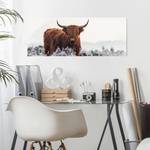 Glasbild Bison in den Highlands Weiß - 125 x 50 x 0,4 cm