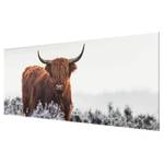 Glasbild Bison in den Highlands Weiß - 125 x 50 x 0,4 cm