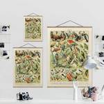Stoffbild Vintage Lehrtafel Vögel Textil; Massivholz (Holzart) - Mehrfarbig - 100cm x 133,5cm x 0,3cm - 100 x 134 cm