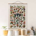 Tableau déco Vintage Botanique Fruits Toile et bois massif - Multicolore - 80 cm x 106,5 cm x 0,3 cm - 80 x 107 cm