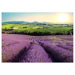 Vlies Fototapete Lavender Field Vlies - Lila - 450 x 315 cm