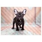Vlies Fototapete French Bulldog Vlies - Mehrfarbig - 450 x 315 cm